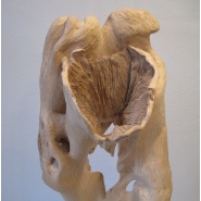 Os pelvis